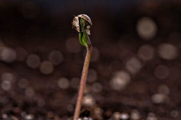 Detail of the opening of a cannabis seed and the birth of the plant