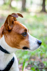 jack russell terrier dog