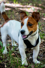 jack russell terrier dog