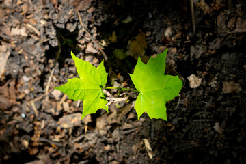 autumn leaves on the ground