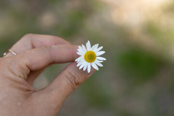 daisy in hand