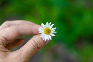 daisy in hand