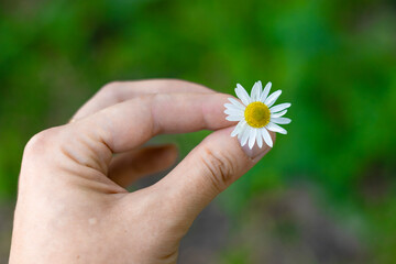 daisy in hand