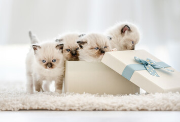 Ragdoll kittens in a gift box