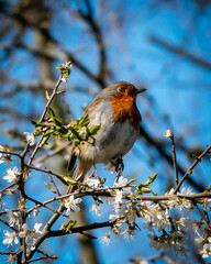 Robin