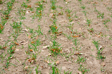 Young Wheat Sprouts. sown field. young green shoots. close-up. sow in autumn for winter. farming concept, good harvest. agricultural field. spring field work