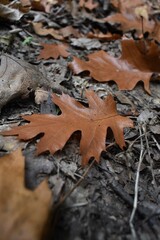 
Brown tree leaves on the forest floor on a fall day
