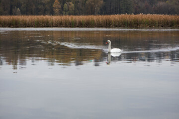 Swan. bird on the water. white swan swims in a lake. big beautiful swan floats on the river on a beautiful autumn, sunny day. wild bird, natural background. space for text