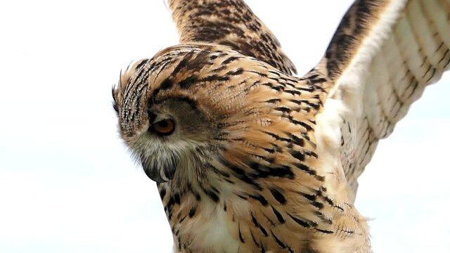 ein uhu bewegt seine fl&uuml;gel, bubo bubo, slow motion