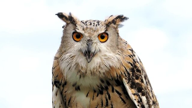 ein uhu hebt langsam seinen kopf und blickt direkt in die kamera, bubo bubo, mehrere szenen, slow motion