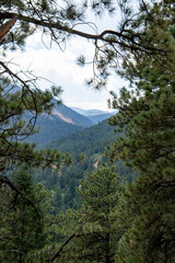 Colorado Mountains through the Evergreens