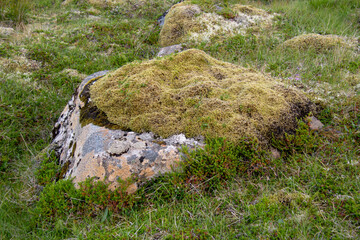 Fototapeta na wymiar Colorful lichen and moss growing on a rock in Iceland