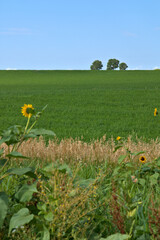 Senic landscape with sunflowers in the foreground and trees in the background with green field in between