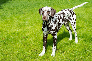 portrait of a funny dalmatian on meadow.dalmatian dog with brown spots. purebred pets from 101 dalmatian movie with funny face outdoors in hot sunny summer time with green background.Copy space