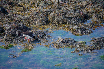 Eurasian Oystercatcher walking around harbor in South Iceland