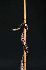 Red king snake on bamboo stick against black background