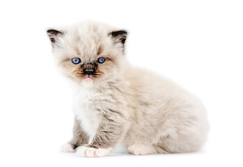 Ragdoll kitten isolated on white background