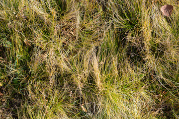 Close up view of the yellow grass.
Abstract background of yellowed dry grass, autumn lawn.