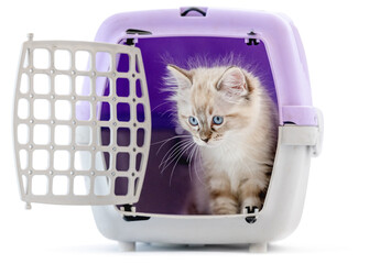 Ragdoll kitten isolated on white background