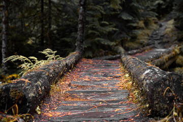 Olympic National Park Washington State Nature USA  © Drobnytskyi