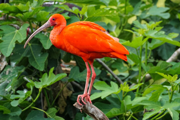 Scarlet ibis on a tree, Eudocimus ruber - obrazy, fototapety, plakaty