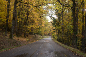 Fototapeta premium View of autumnal trees in the forest in border the road in the mountain