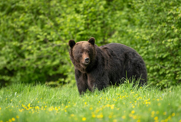 Wild brown bear adult male ( Ursus arctos )
