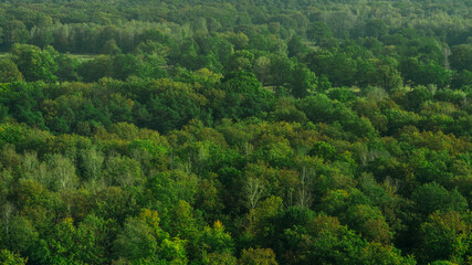 Fototapeta na wymiar High angle view of green trees in forest.