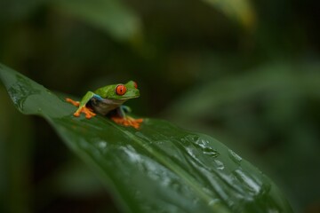red eyed frog