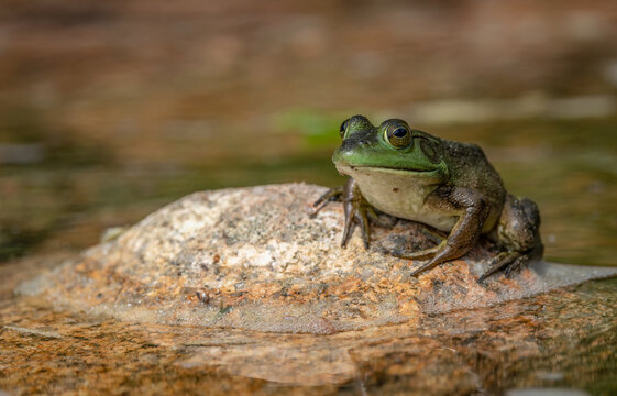 A Bull Frog On A Rock 
