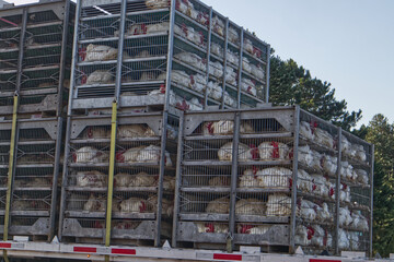 chickens in cages on a semi truck flatbed trailer back corner