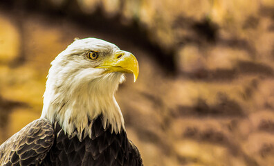 Eagle face up close