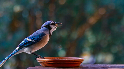 Blue Jay