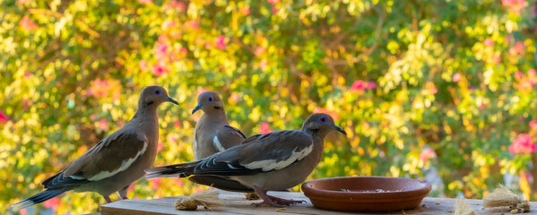 Doves eating