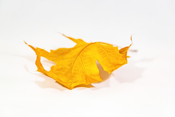 Bright dry maple leaf after autumn leaf fall on a white background
