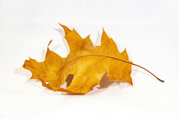 Bright dry maple leaf after autumn leaf fall on a white background