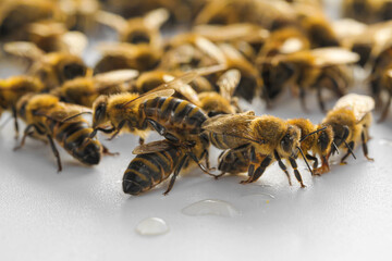 Honey bees on white background
