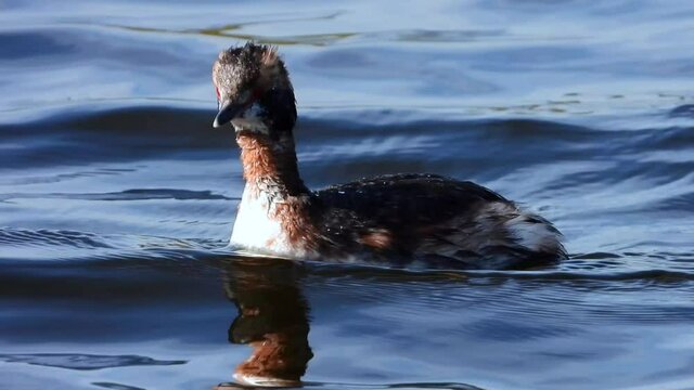 Ohrentaucher&nbsp;(Podiceps auritus)