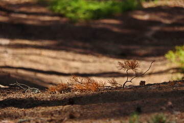 dried brown pine branch on a path in the forest