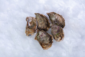 Fresh and closed oysters