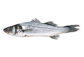Sea bass illustration isolated on a white background