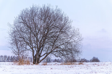 winter background of lonely tree on a meadow at sunset blue hour