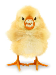 Angry monster chick with vampire scary teeth funny conceptual image. Spooky zombie horror concept