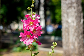 pink and white flowers