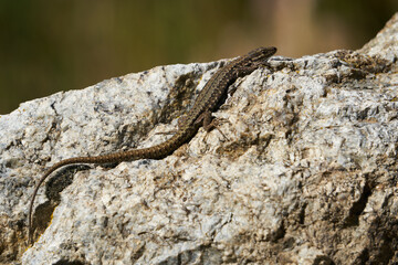 common lizard on a stone