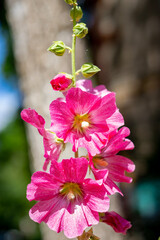 pink and white flower