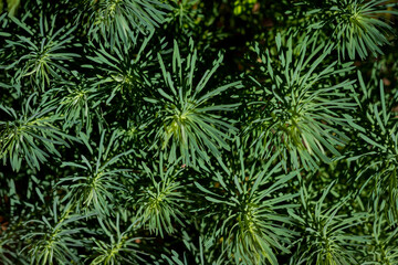 close up of green pine needles