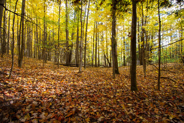 Obraz premium Canadian Natural Area in Fall