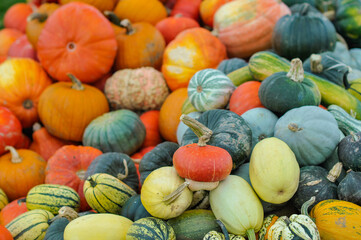 many pumpkins of different colors