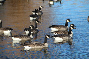 country goose and geese